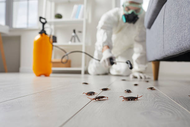Trusted Cockroach Control service in Merlin, OR - Nex Pest Control